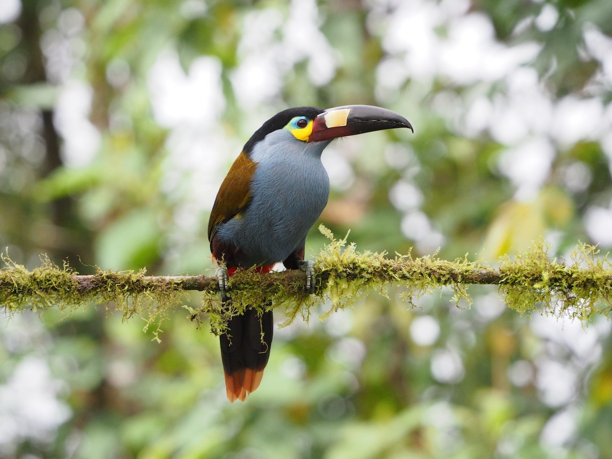 Plate-billed Mountain-Toucan - ML632218093