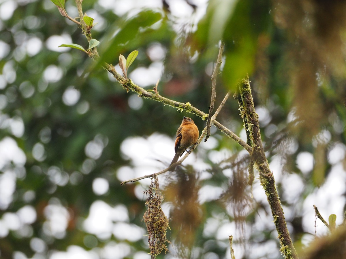 Cinnamon Flycatcher - ML632218122