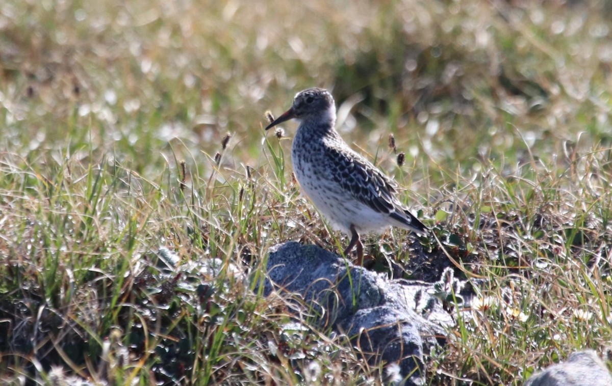 Purple Sandpiper - ML632218135