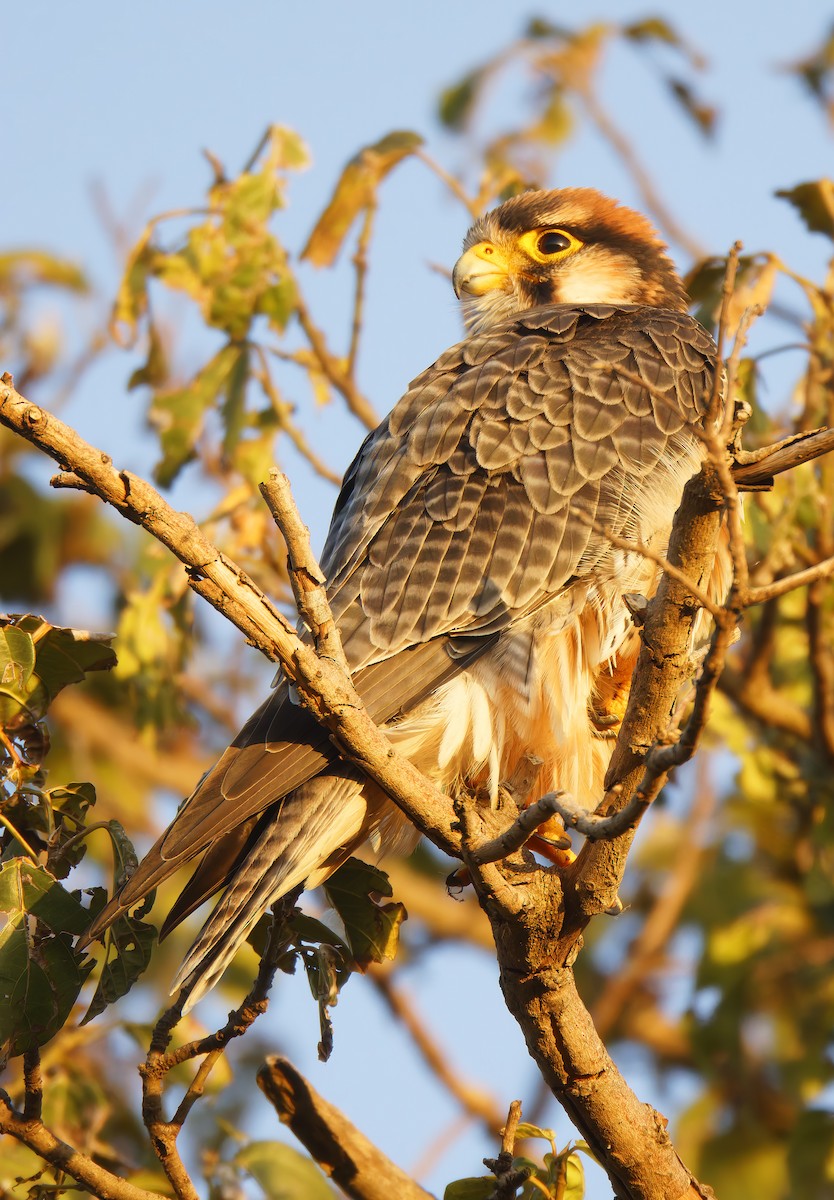 Lanner Falcon - ML632218154