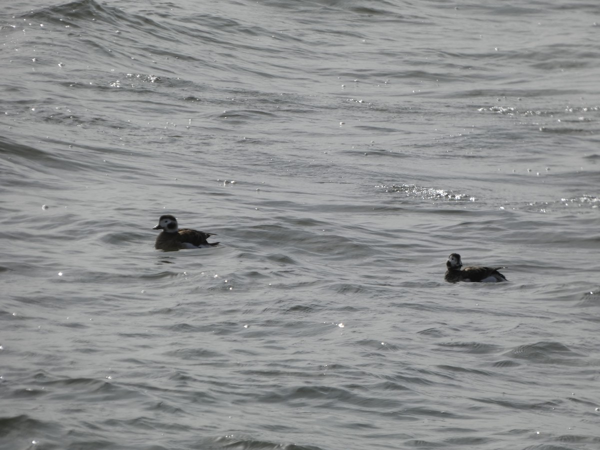 Long-tailed Duck - ML632218158