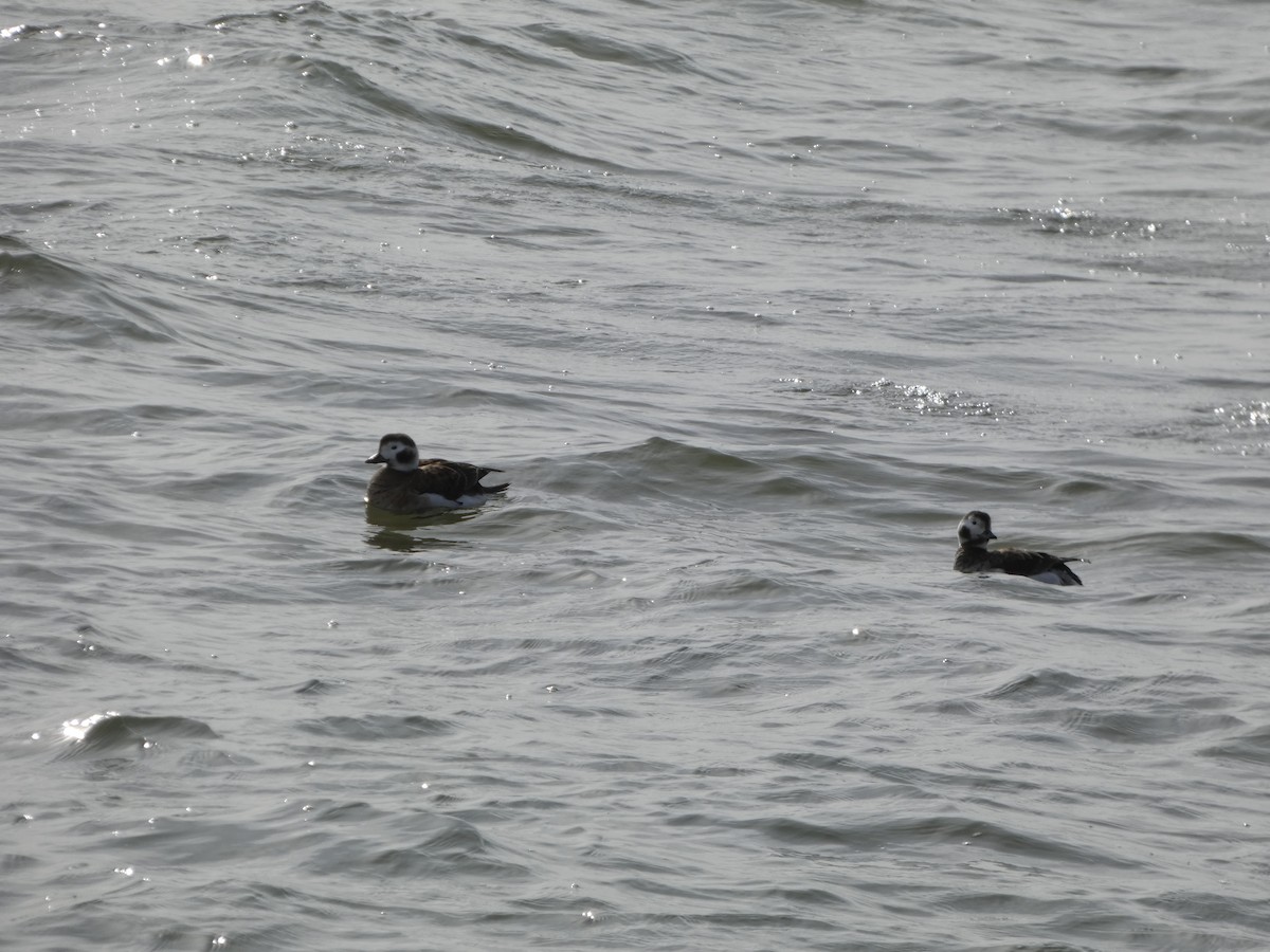 Long-tailed Duck - ML632218159