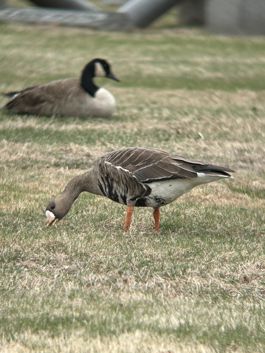 Blässgans - ML632218161