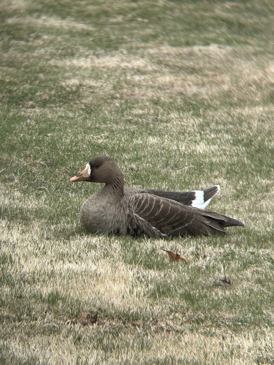 Blässgans - ML632218162