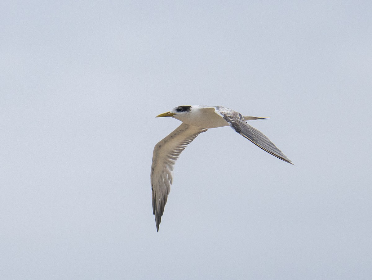 Great Crested Tern - ML632218167