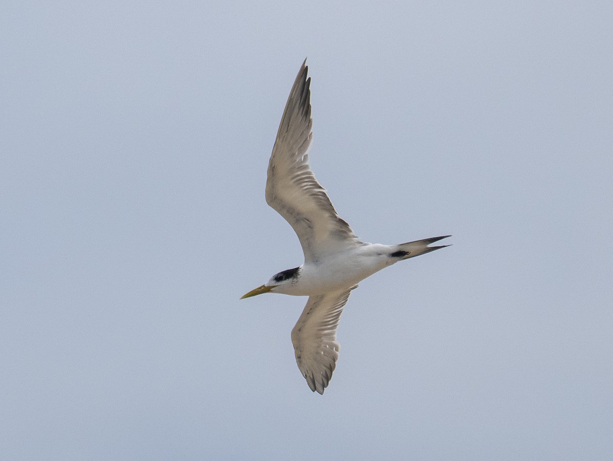 Great Crested Tern - ML632218168