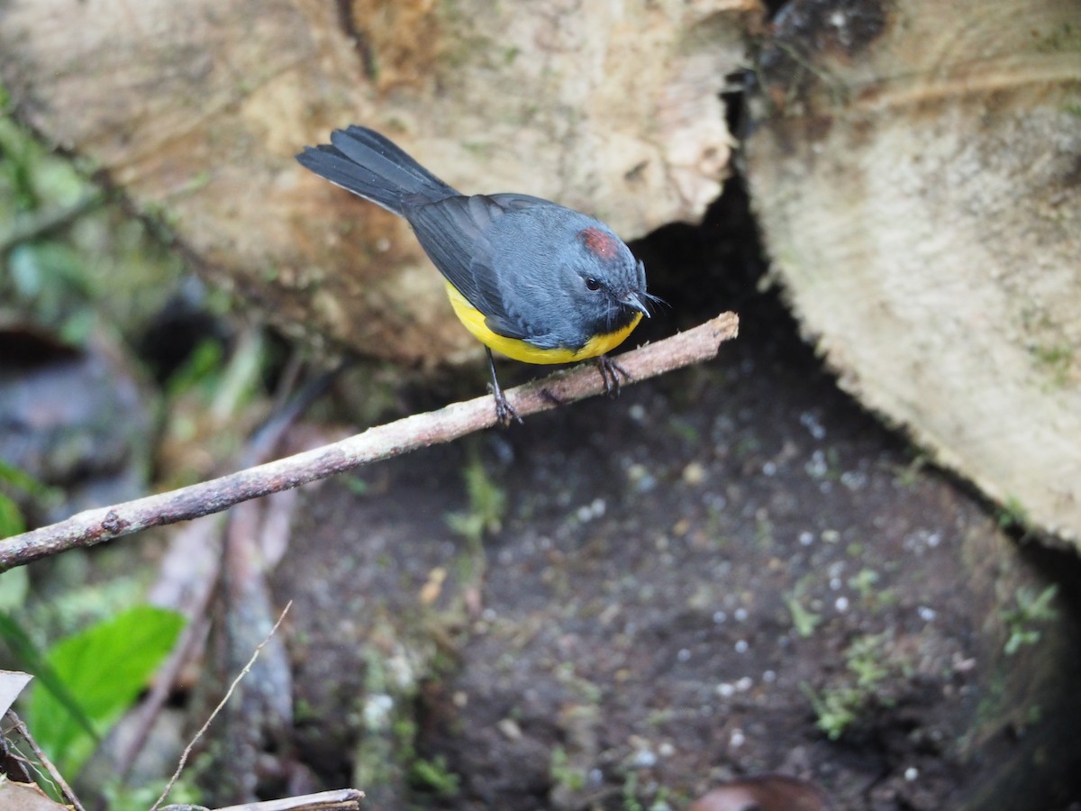 Slate-throated Redstart - ML632218181