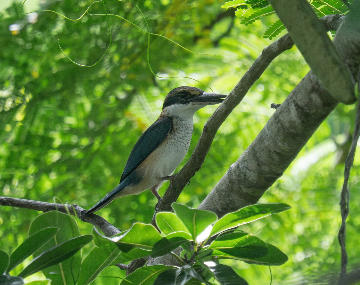 Pacific Kingfisher - ML632218203