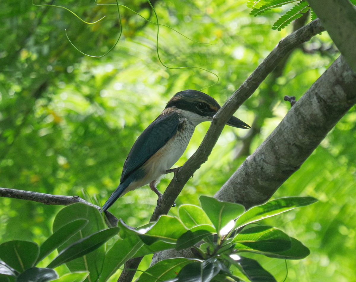 Pacific Kingfisher - ML632218204