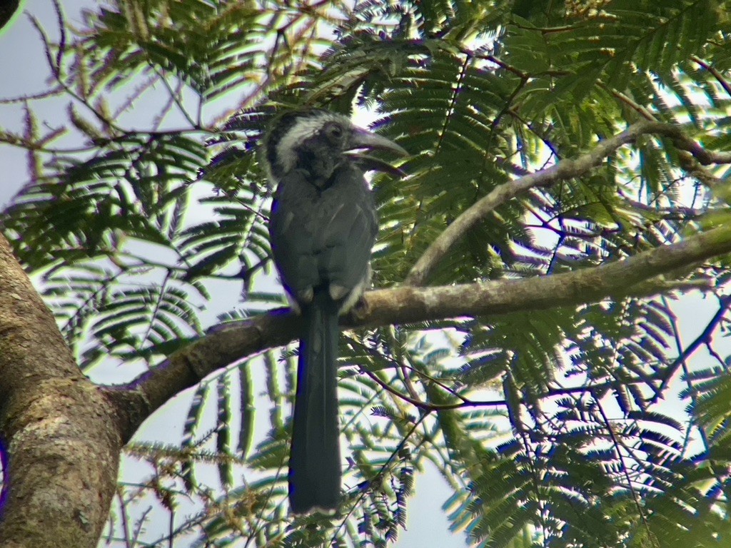 Western Dwarf Hornbill - ML632218220