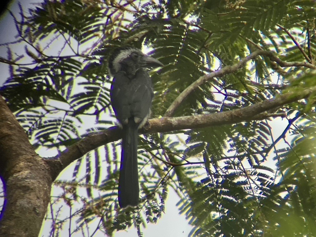 Western Dwarf Hornbill - ML632218224