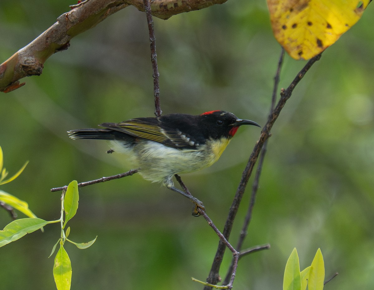Sulphur-breasted Myzomela - ML632218234
