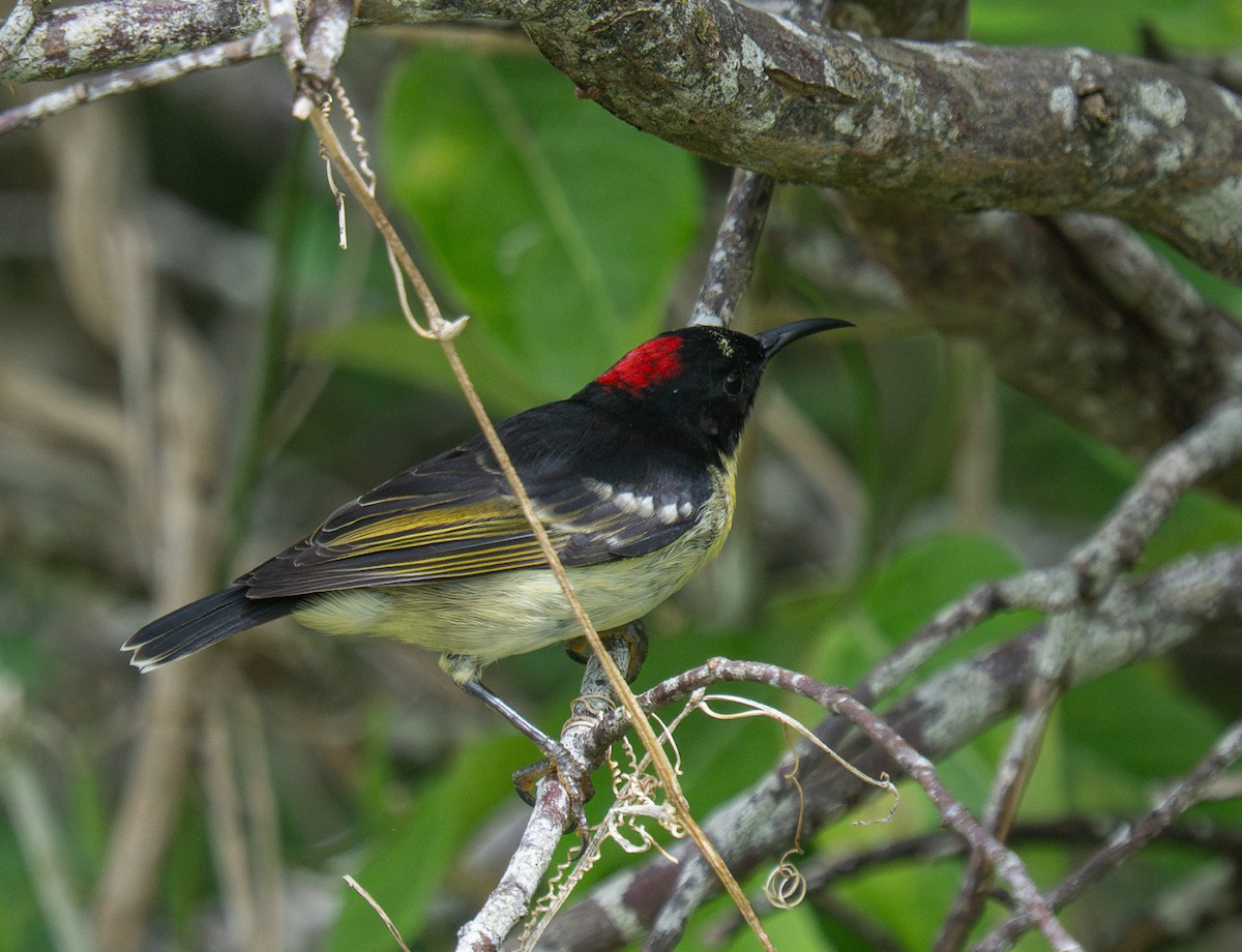 Sulphur-breasted Myzomela - ML632218235