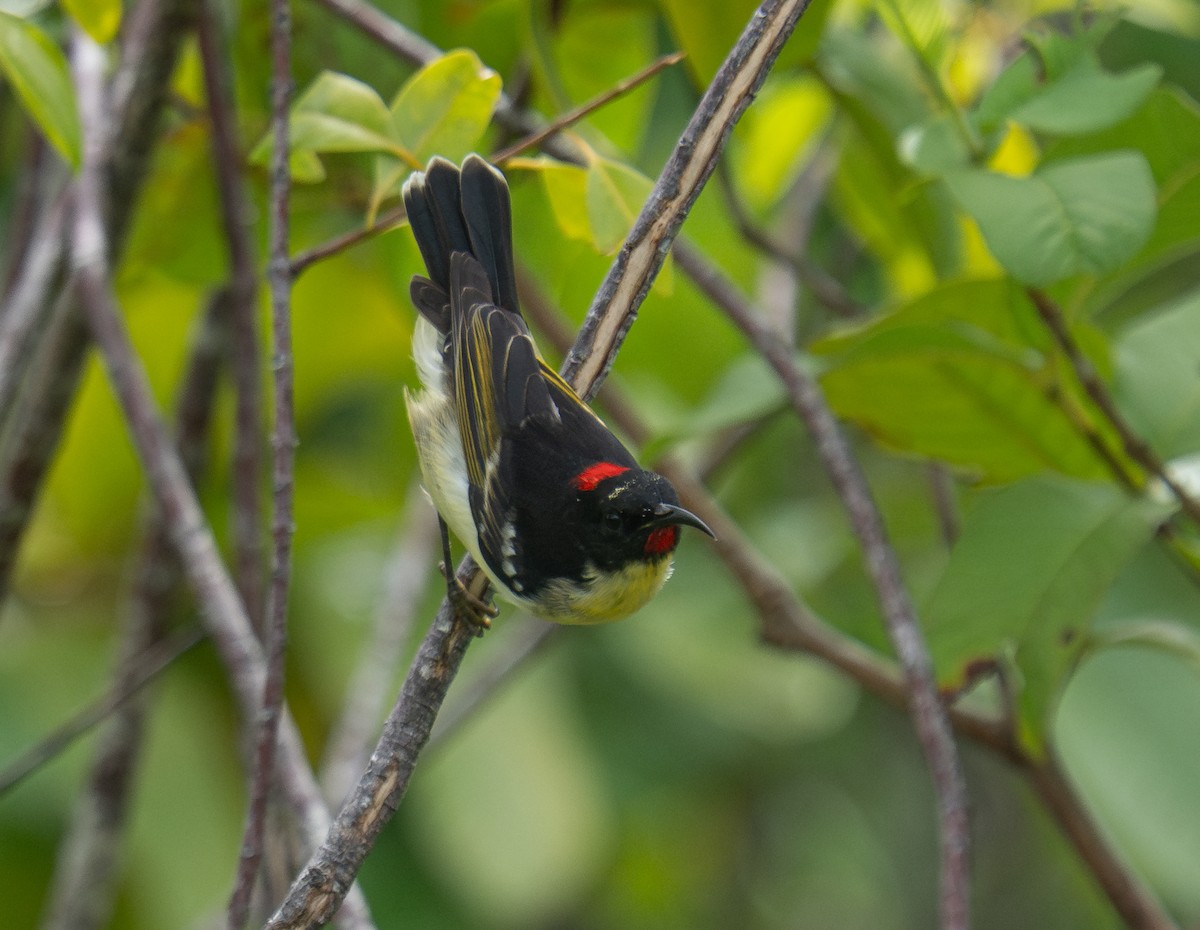 Sulphur-breasted Myzomela - ML632218237