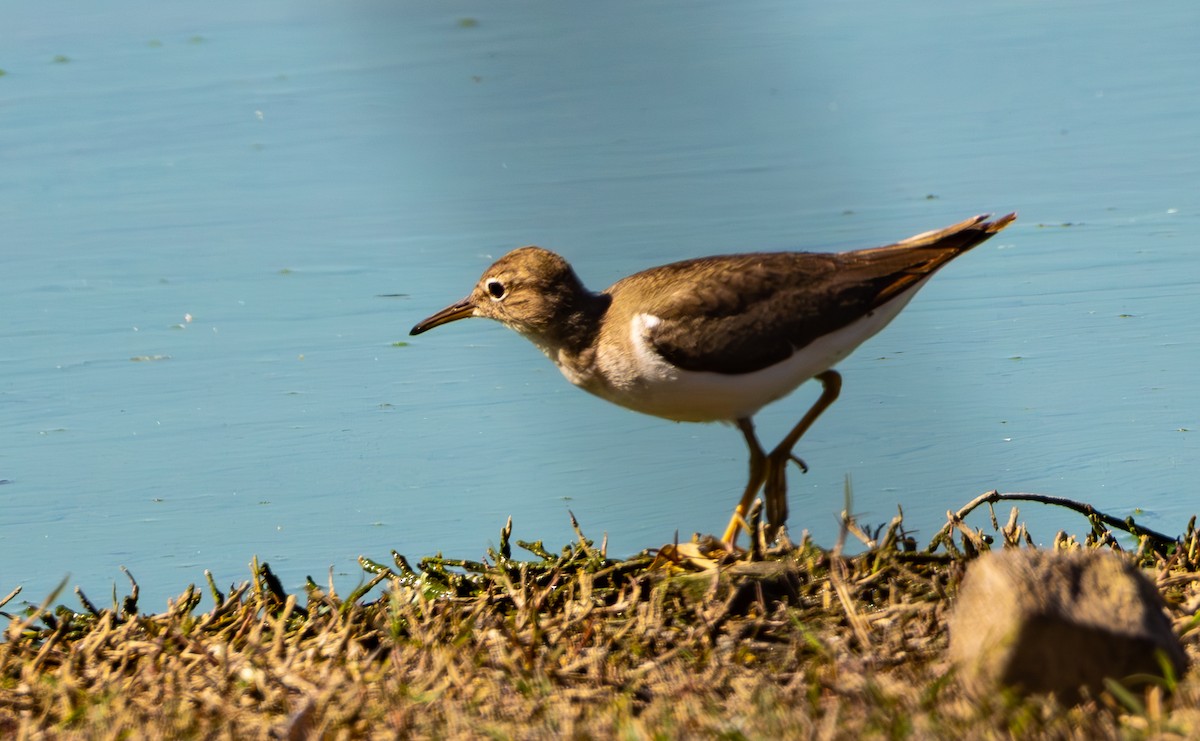 Spotted Sandpiper - ML632218250