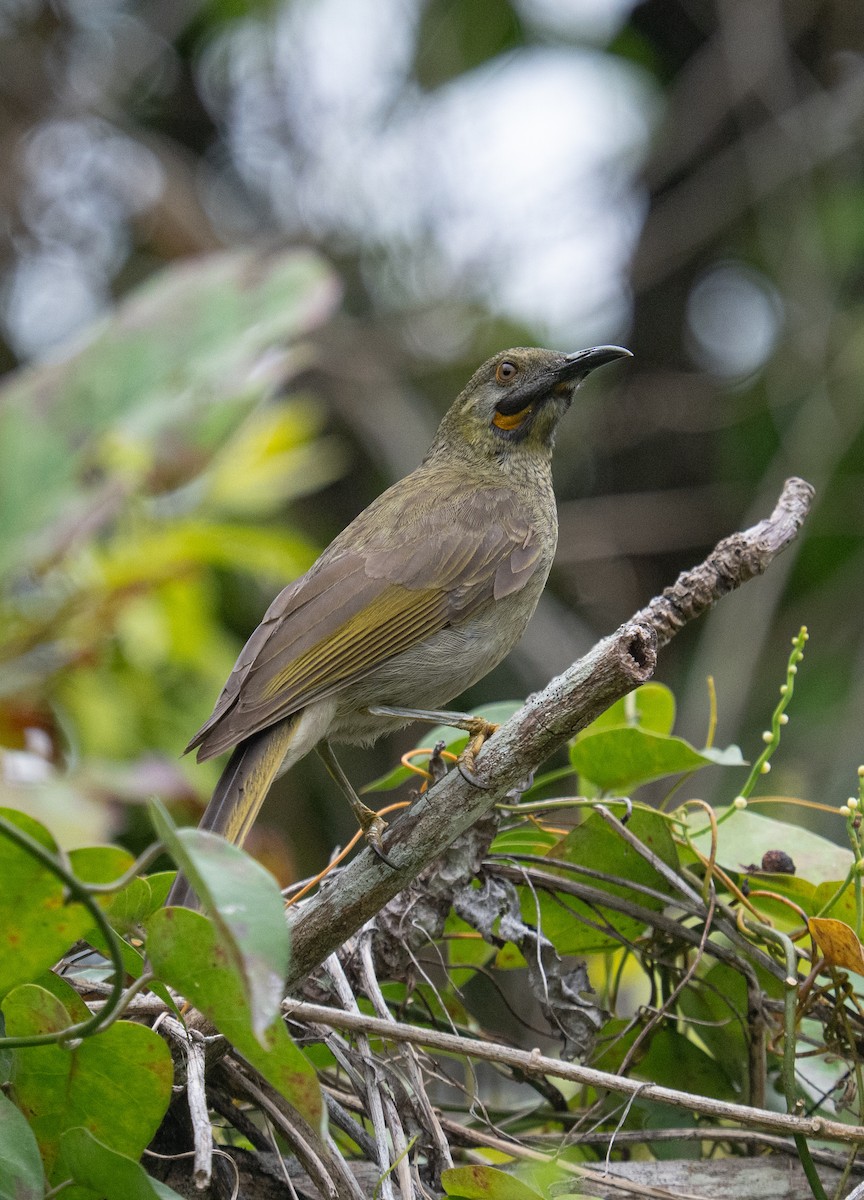 Western Wattled-Honeyeater - ML632218263