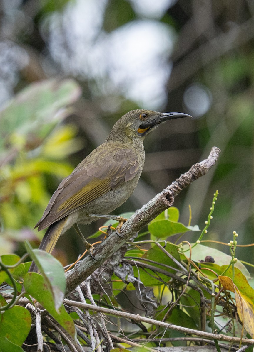 Western Wattled-Honeyeater - ML632218264
