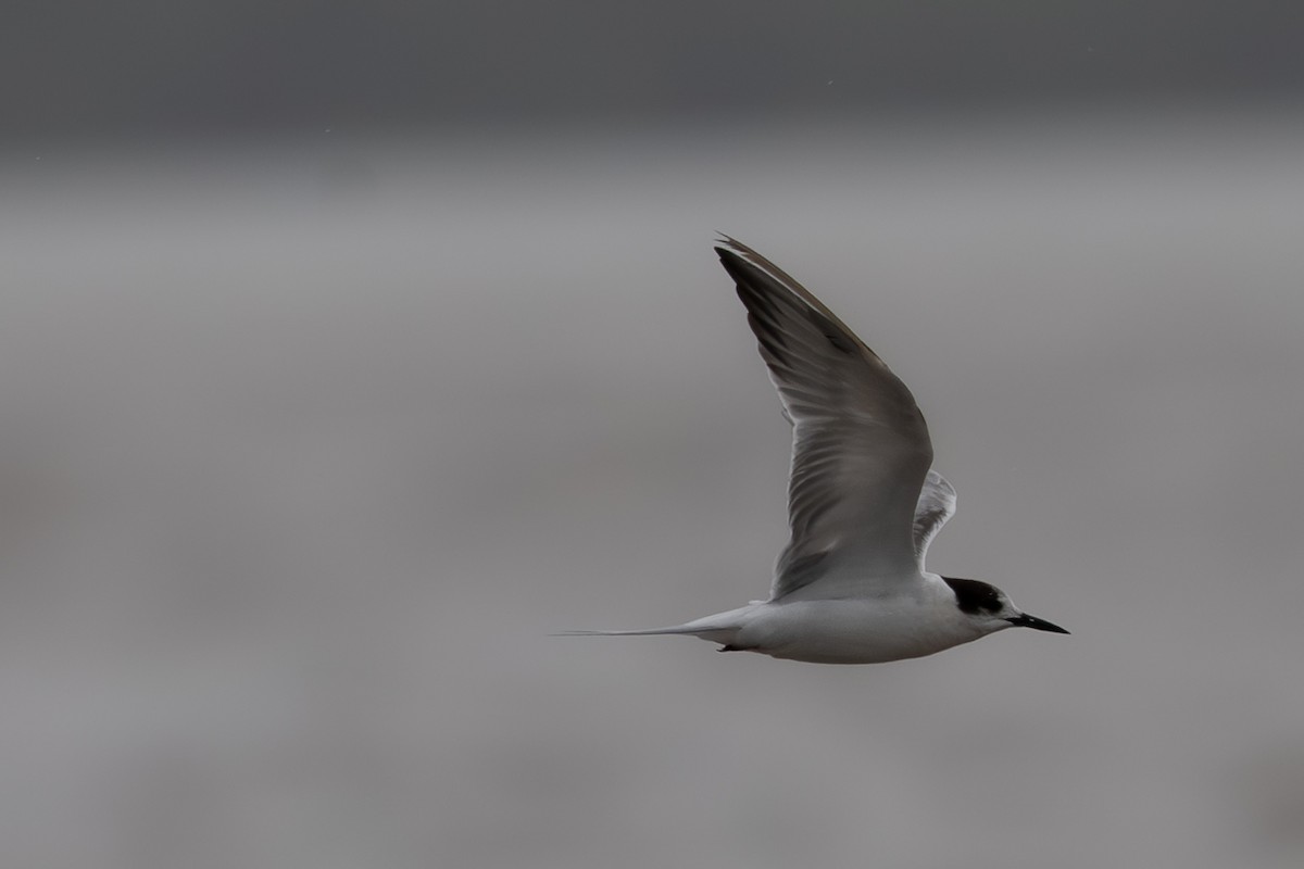 Common Tern - ML632218315