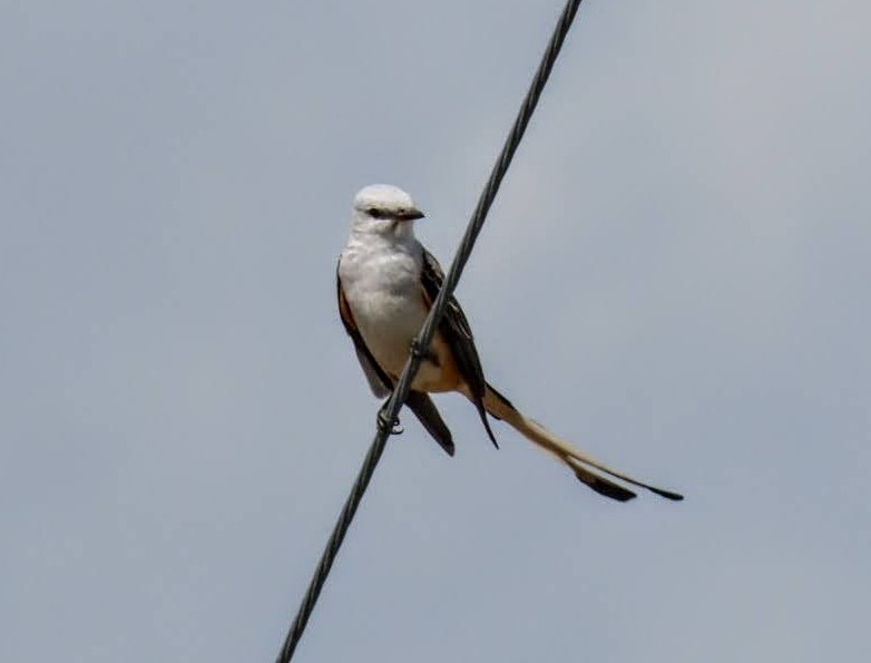 Scissor-tailed Flycatcher - ML632218322