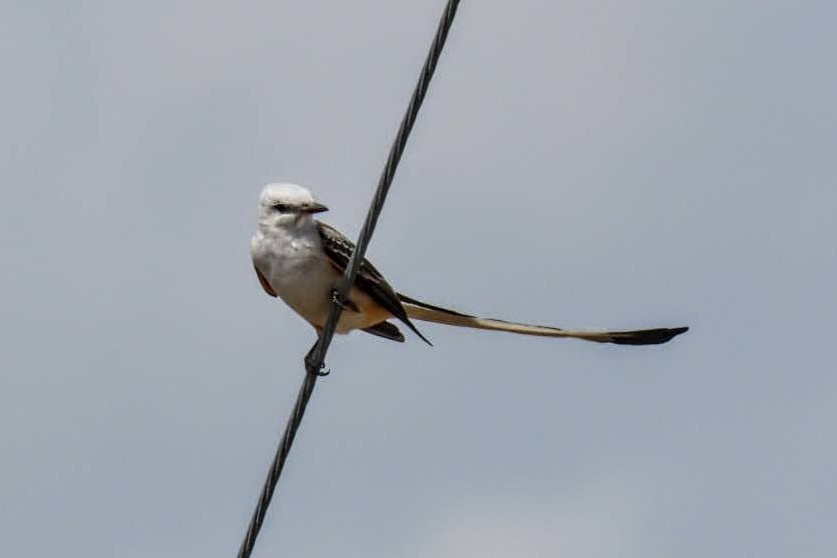 Scissor-tailed Flycatcher - ML632218326