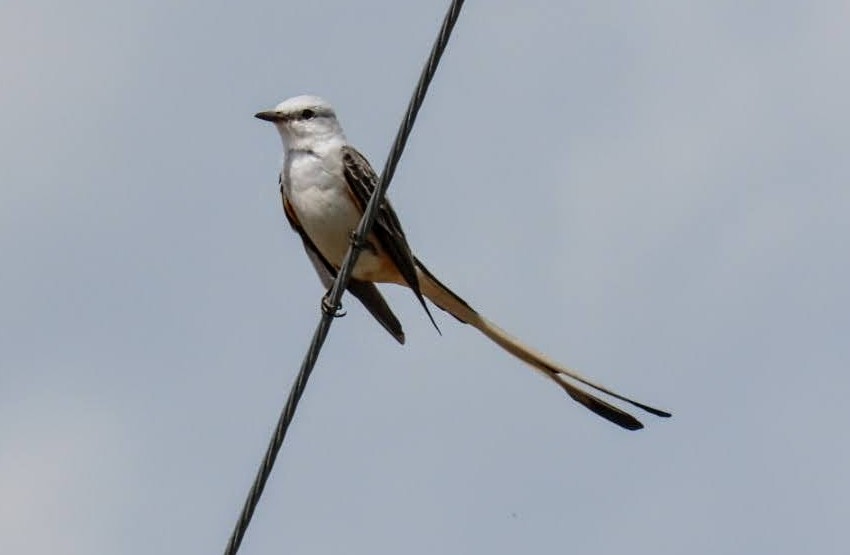 Scissor-tailed Flycatcher - ML632218333