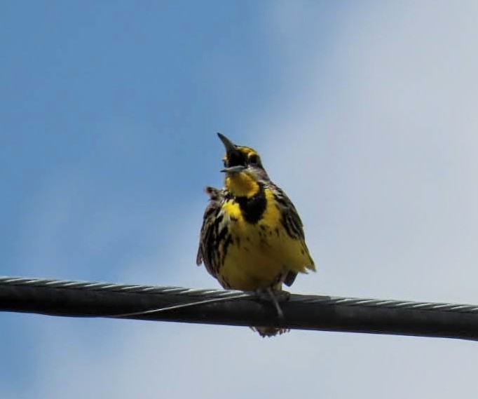 Eastern Meadowlark - ML632218345