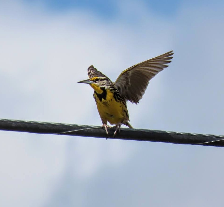 Eastern Meadowlark - ML632218350