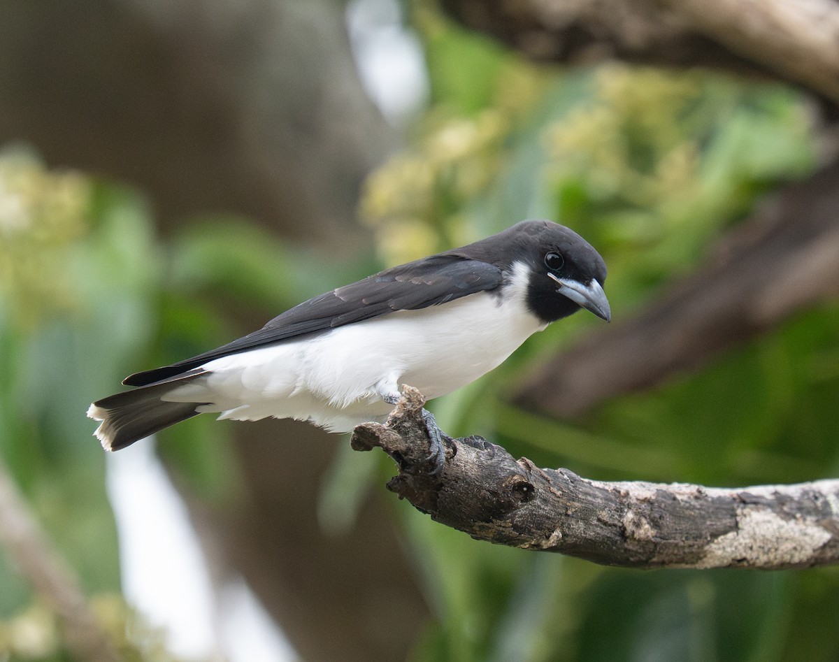 Fiji Woodswallow - ML632218351