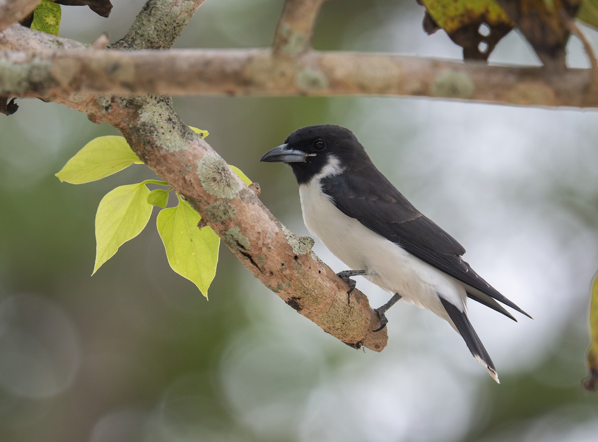 Fiji Woodswallow - ML632218352