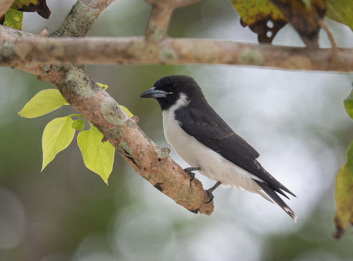Fiji Woodswallow - ML632218353