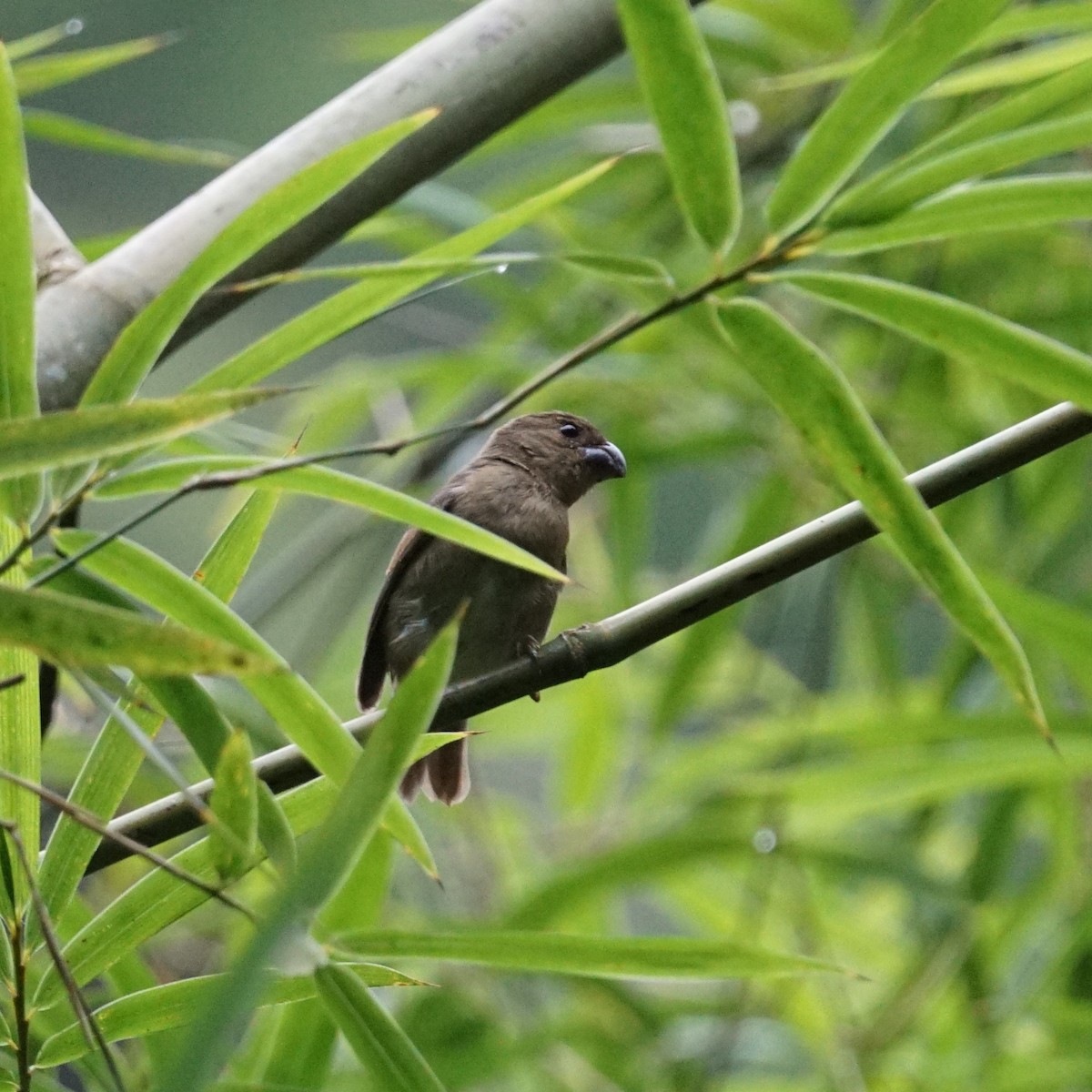 Temminck's Seedeater - ML632218389