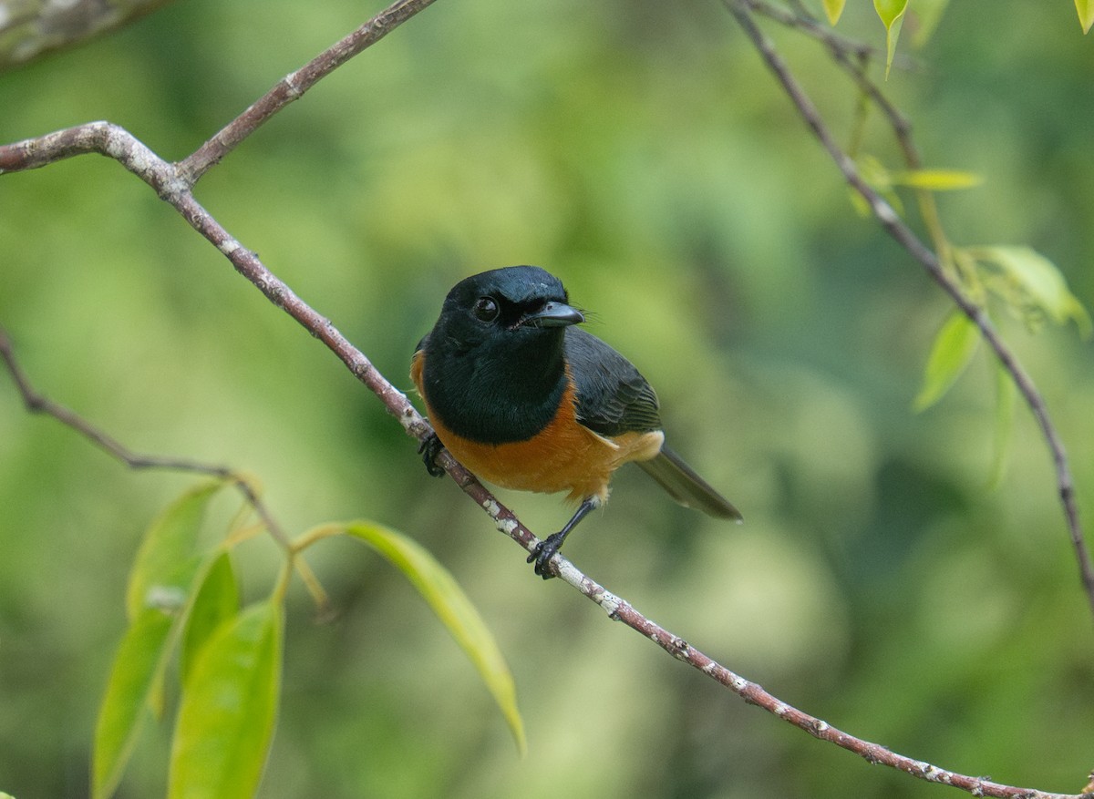 Vanikoro Flycatcher - ML632218399