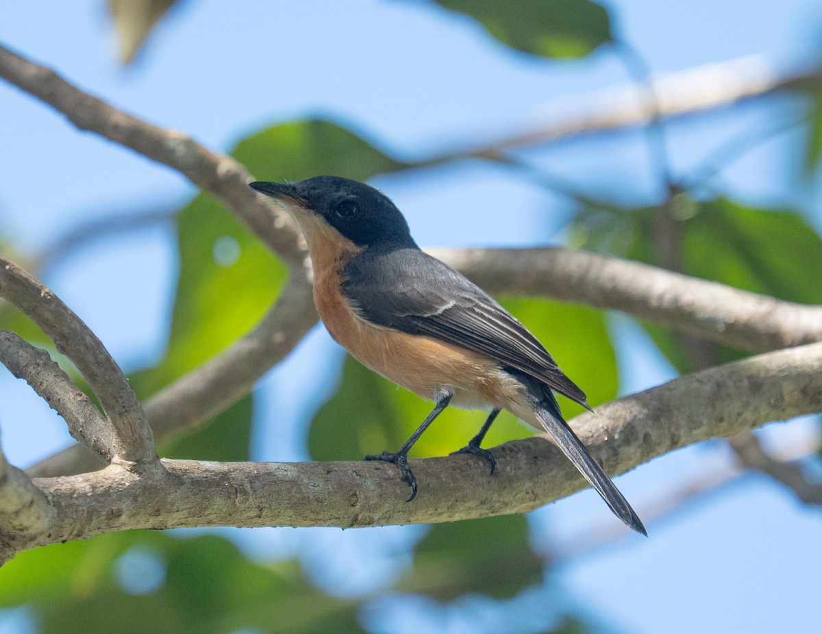 Vanikoro Flycatcher - ML632218423