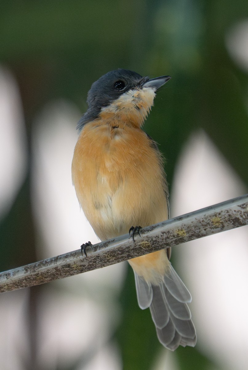 Vanikoro Flycatcher - ML632218424