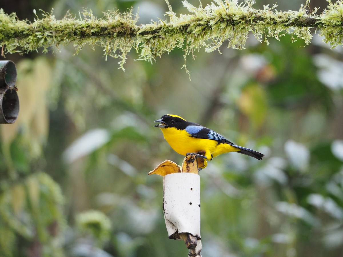 Blue-winged Mountain Tanager (Blue-winged) - ML632218433
