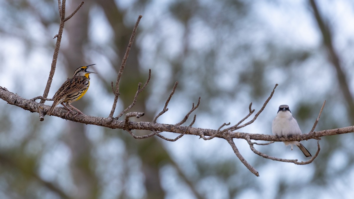 Eastern Meadowlark - ML632218448