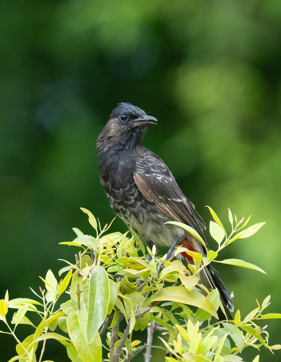 Red-vented Bulbul - ML632218452