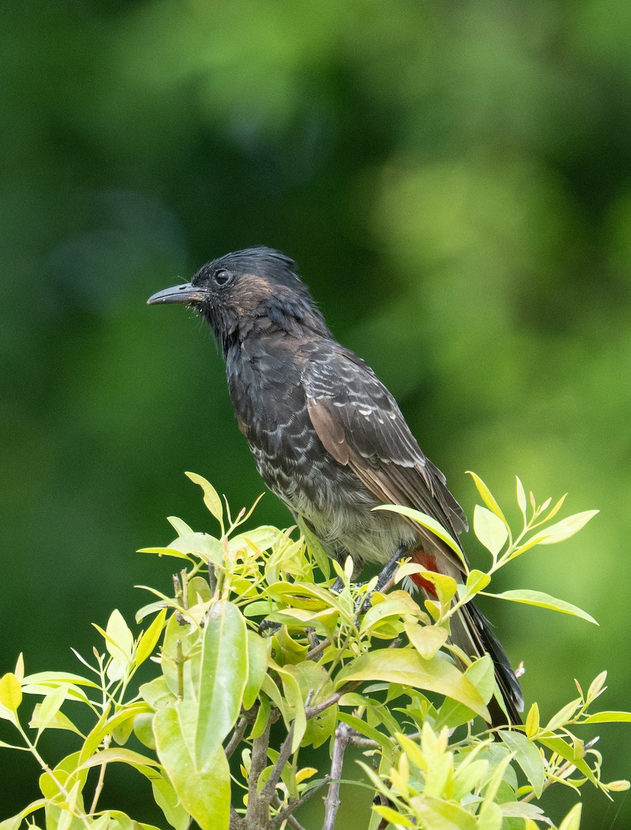 Red-vented Bulbul - ML632218453