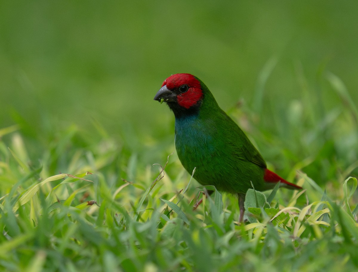 Fiji Parrotfinch - ML632218470