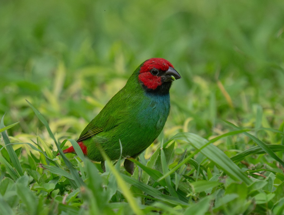 Fiji Parrotfinch - ML632218471