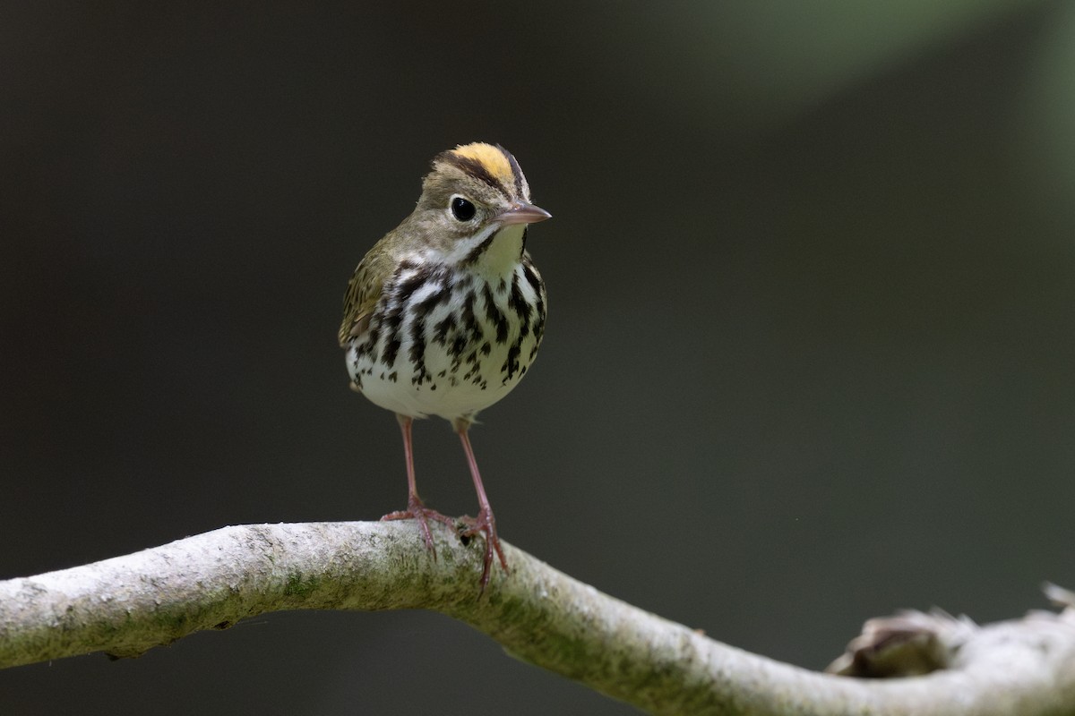 カマドムシクイ - ML632218473