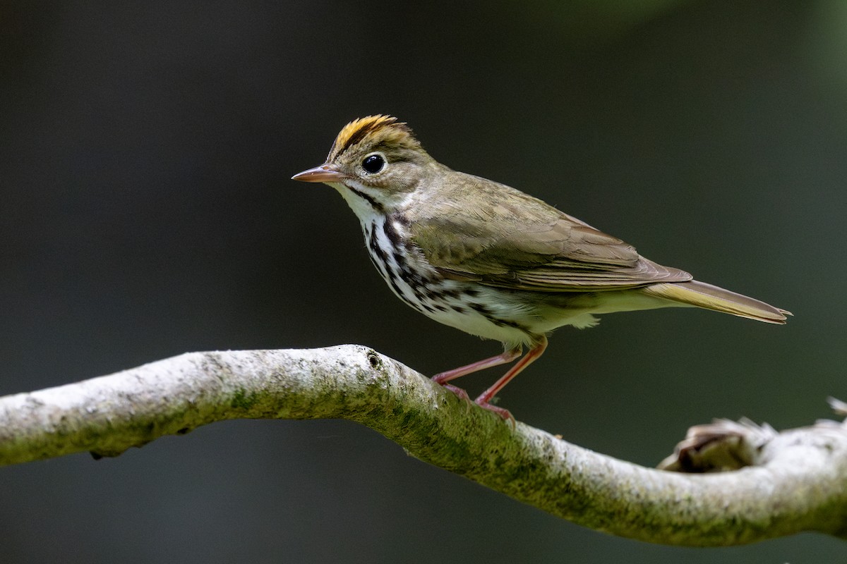 カマドムシクイ - ML632218474