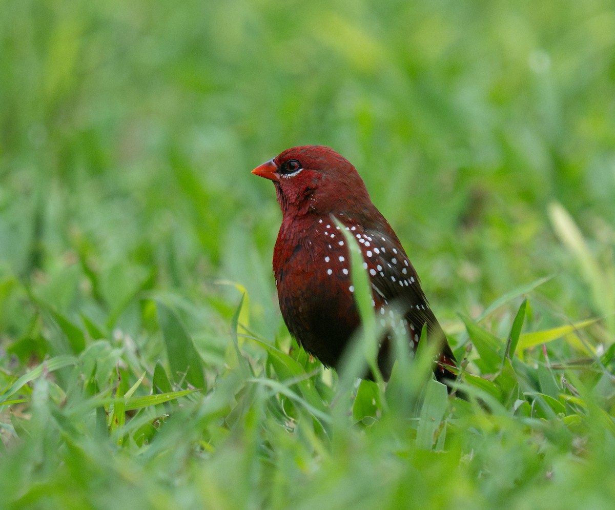 Red Avadavat - ML632218494
