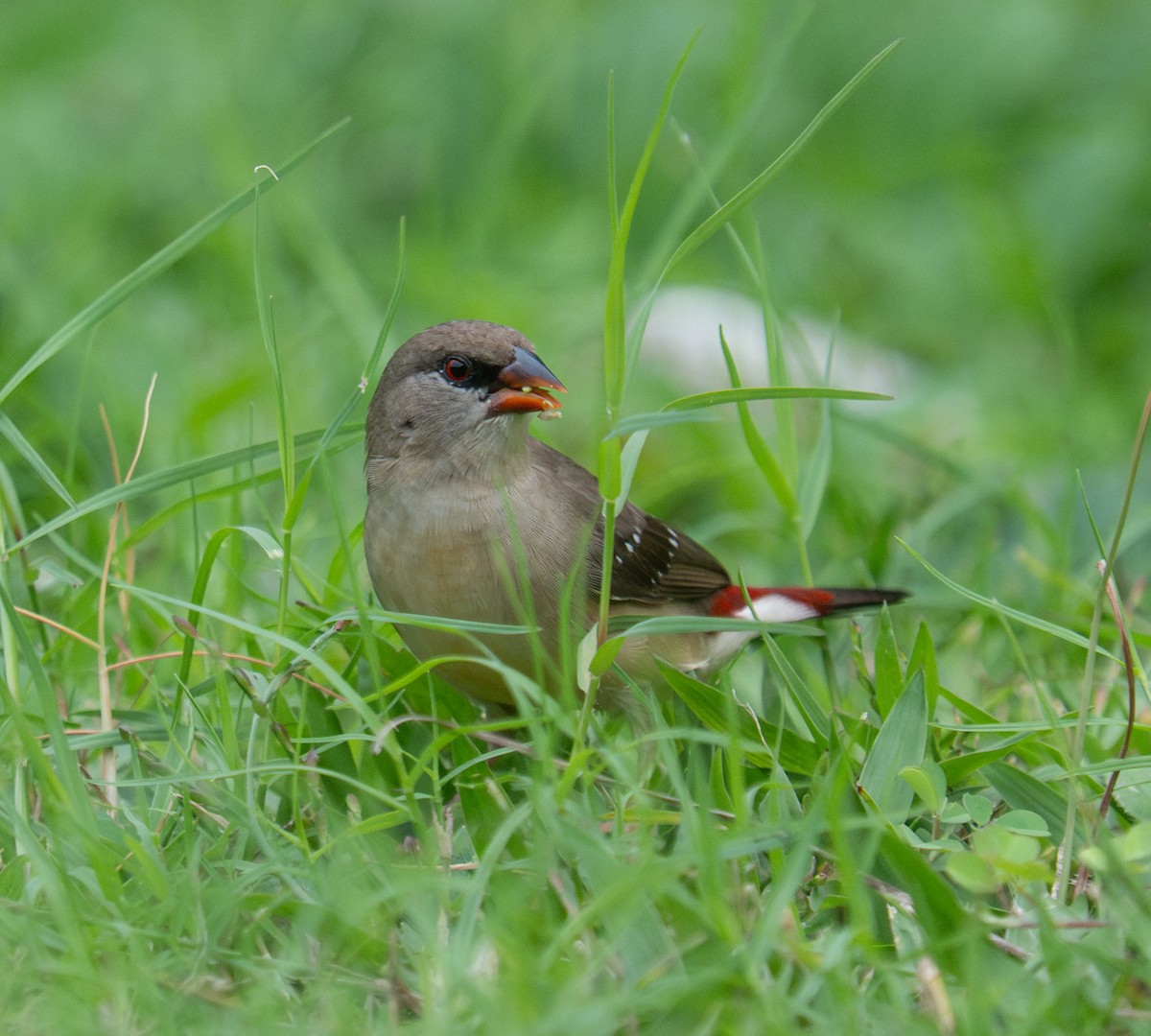 Red Avadavat - ML632218495