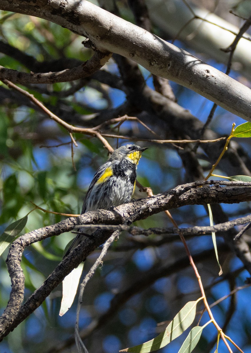 Yellow-rumped Warbler - ML632218509