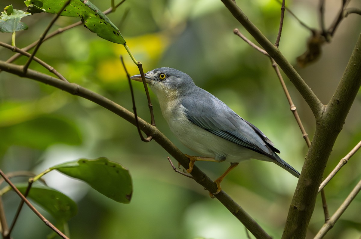 Hooded Tanager - ML632218587