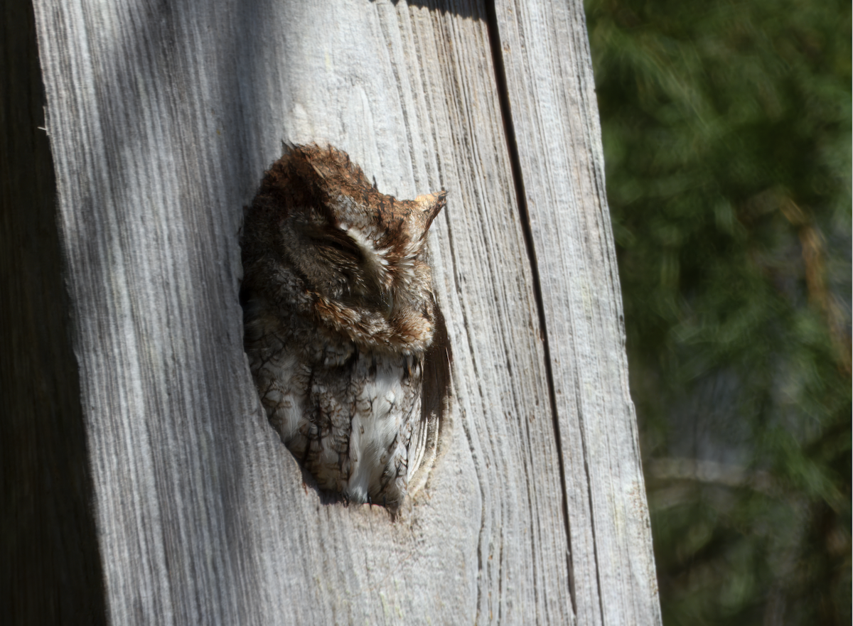Eastern Screech-Owl - ML632218590