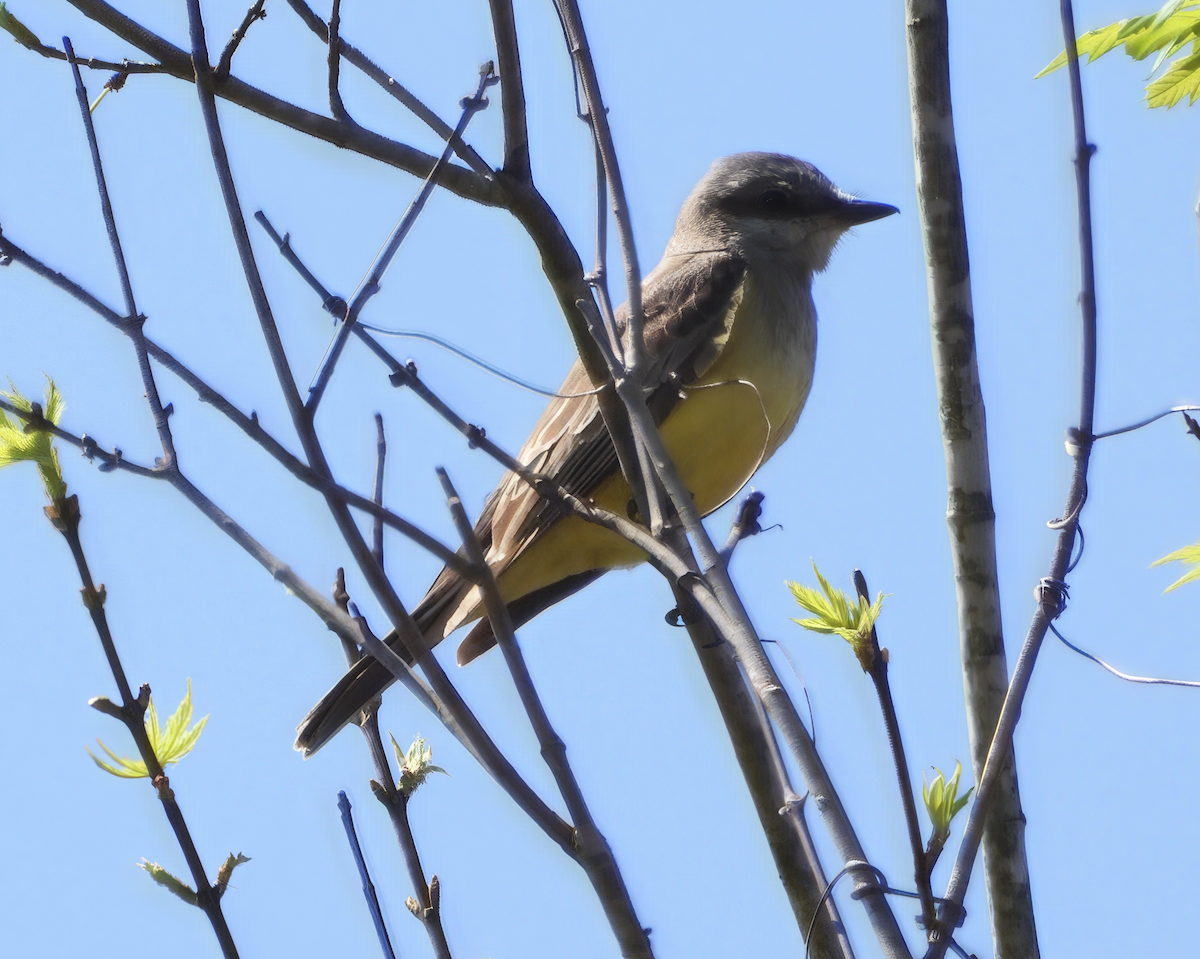 Western Kingbird - ML632218600