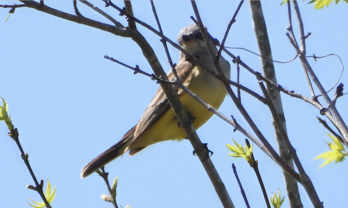 Western Kingbird - ML632218601