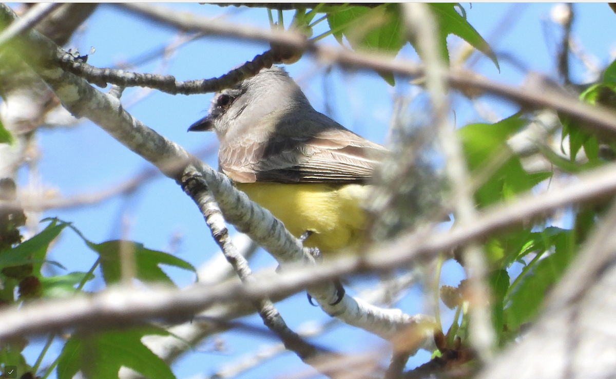 Western Kingbird - ML632218602